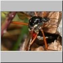 Tanyptera atrata - Holzschnake 03 bei der Eiablage.jpg